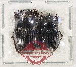 Scientific lot no. 1123 Coprophaga (Copris spp.) (2 pcs)