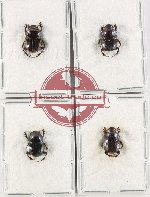 Scientific lot no. 1136 Coprophaga (4 pcs)