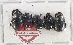 Scientific lot no. 1132 Coprophaga (5 pcs)