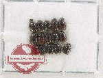 Scientific lot no. 1147B Coprophaga (15 pcs)