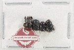 Scientific lot no. 1125 Coprophaga (Onthophagus sp.) (4 pcs)