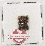Scientific lot no. 1160 Coprophaga (13 pcs)