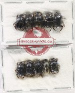 Scientific lot no. 1138 Coprophaga (10 pcs)