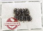 Scientific lot no. 1152 Coprophaga (7 pcs)