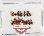 Anthicidae Scientific lot no. 62 (15 pcs)