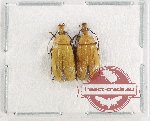 Alleculidae Scientific lot no. 9 (2 pcs)