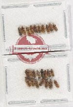 Heteroceridae Scientific lot no. 28 (25 pcs)