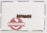 Silvanidae Scientific lot no. 18 (13 pcs)