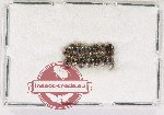 Anobiidae Scientific lot no. 13 (14 pcs)