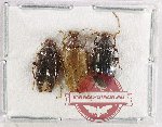 Alleculidae Scientific lot no. 13 (3 pcs)