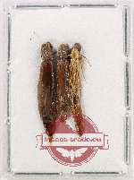 Lymexylonidae Scientific lot no. 16 (3 pcs)