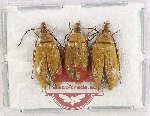 Alleculidae Scientific lot no. 10 (3 pcs)