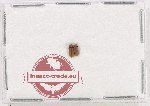 Anobiidae Scientific lot no. 12 (2 pcs)
