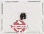 Ptylodactilidae Scientific lot no. 20 (2 pcs)