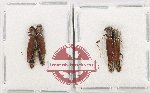 Lymexylonidae Scientific lot no. 13 (4 pcs - 1 pc A2)