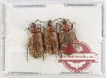 Alleculidae Scientific lot no. 12 (3 pcs)