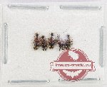Anthicidae Scientific lot no. 67 (5 pcs)