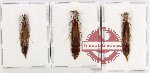Lymexylonidae Scientific lot no. 17 (3 pcs)
