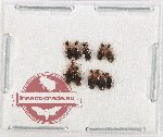 Anthicidae Scientific lot no. 60 (10 pcs)