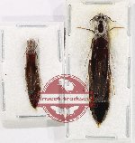 Lymexylonidae Scientific lot no. 14 (2 pcs)