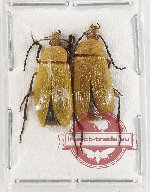 Alleculidae sp. 2X (2 pcs A2)