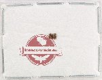 Byphilidae Scientific lot no. 2 (3 pcs)