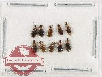 Anthicidae Scientific lot no. 63 (10 pcs)