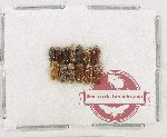 Heteroceridae Scientific lot no. 30 (13 pcs)