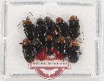 Ptylodactilidae Scientific lot no. 17 (10 pcs)