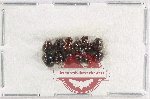 Leiodidae Scientific lot no. 4 (12 pcs)