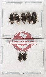 Ptylodactilidae Scientific lot no. 18 (7 pcs)