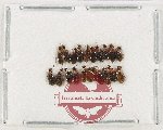 Anthicidae Scientific lot no. 61 (20 pcs)