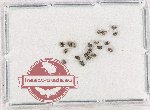 Georysidae Scientific lot no. 7 (20 pcs)