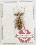 Scientific lot no. 1548 Heteroptera (Reduviidae) (1 pc)