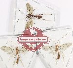 Scientific lot no. 593 Hymenoptera (Ichneumonidae) (3 pcs)