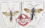 Scientific lot no. 594 Hymenoptera (Braconidae) (2 pcs)