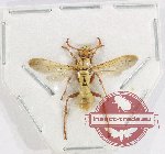 Hymenoptera sp. 146
