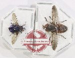 Scientific lot no. 139 Diptera (2 pcs)