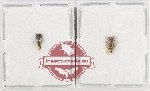 Scientific lot no. 36 Membracinae (2 pcs A2)