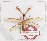 Mantispidae sp. 22