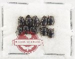Scientific lot no. 1193 Coprophaga (Onthophagus spp.) (10 pcs)