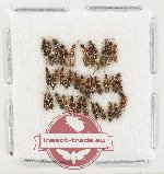 Scientific lot no. 282 Staphylinidae (35 pcs)