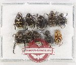 Scientific lot no. 105 Hopliinae (10 pcs)