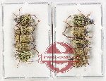 Scientific lot no. 107 Hopliinae (10 pcs - 5 pcs A2)