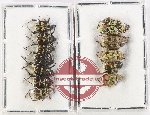 Scientific lot no. 100 Hopliinae (12 pcs)