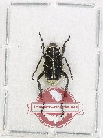Hopliinae sp. 1G