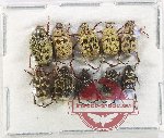 Scientific lot no. 106 Hopliinae (10 pcs A2)