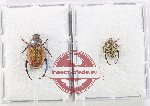 Scientific lot no. 90 Hopliinae (2 pcs - 1 pc A2)