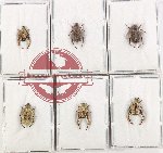 Scientific lot no. 98 Hopliinae (6 pcs)