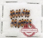Scientific lot no. 288 Staphylinidae (14 pcs)